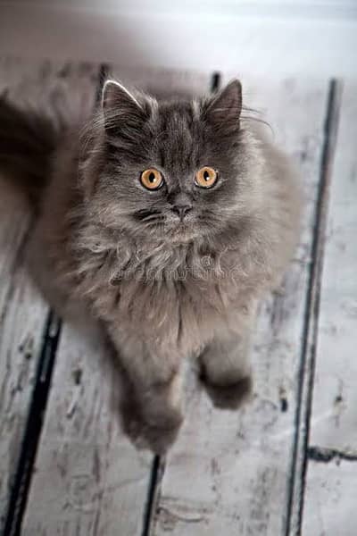 Persian punch face 7 month old female cat playful and litter trained