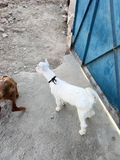 pure teddi bacha zero size