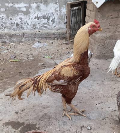 Aseel for sale urgent  RS. 9000