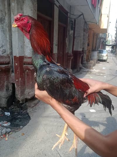 Shamu murgha for sale number 0329 3537219