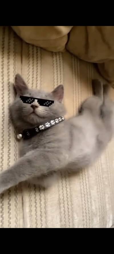 British short hair male