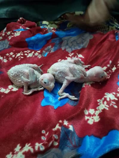 mashallah raw chick available