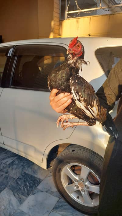 mianwali aseel patha achi height main or shoq wali cheez