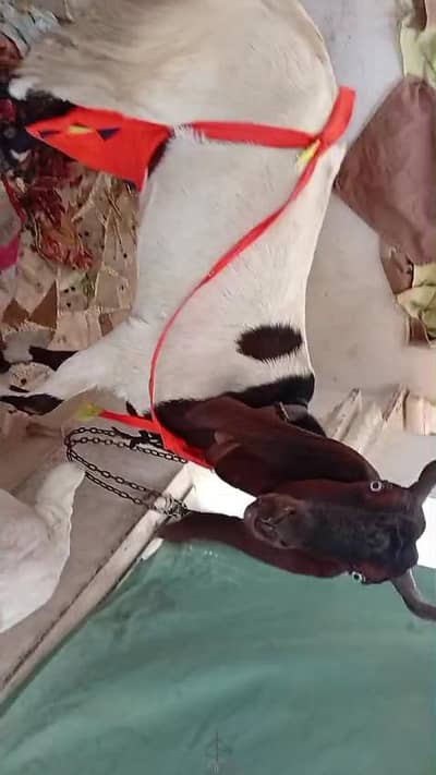 1 bakri or 2 bache or 1 munda bakra