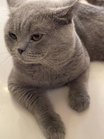 British shorthair shorthair cats imported Bsh