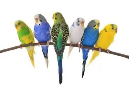 13 budgies pathay pairs