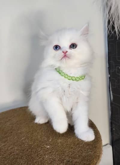Extreme Quality Pure Persian punch face kittens
