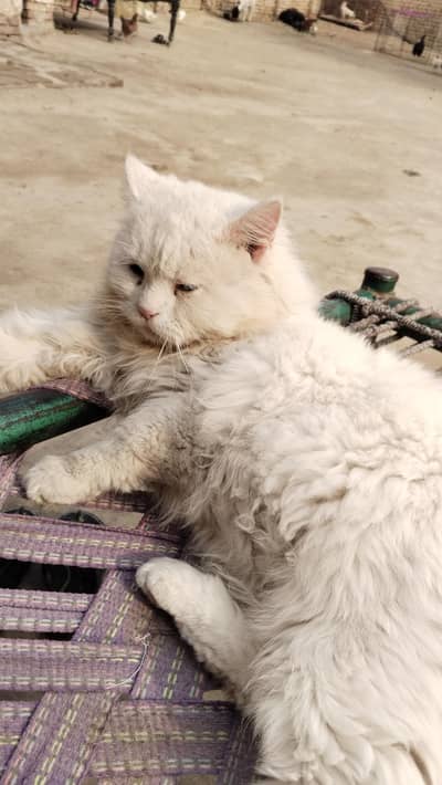 chasky waly rbta na kre