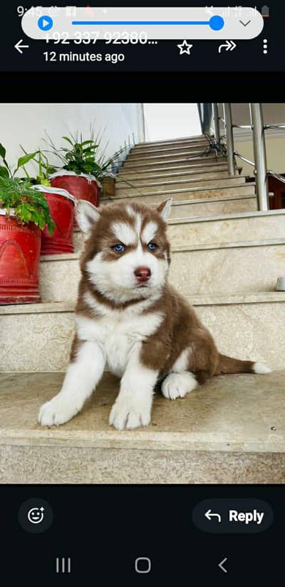 Siberian husky fore sale whtsaap number 0326.7576469