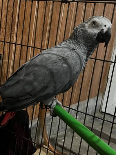African grey parrot clear both talking