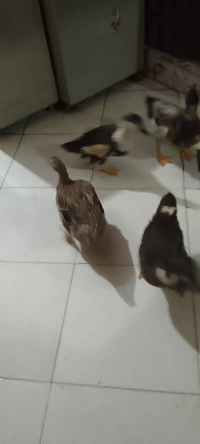 3 female 1 male duck urgently sale