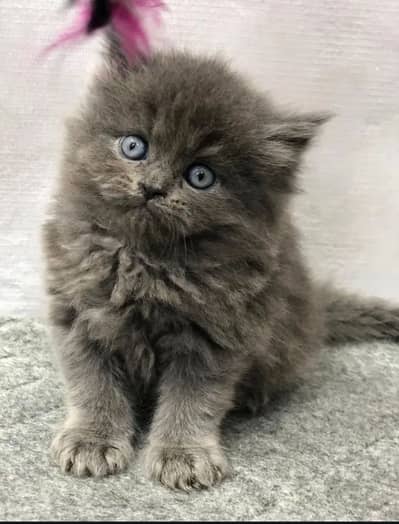 black persian kiteen 3200