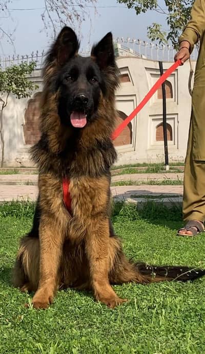 topper long coat black mass German Shepherd female