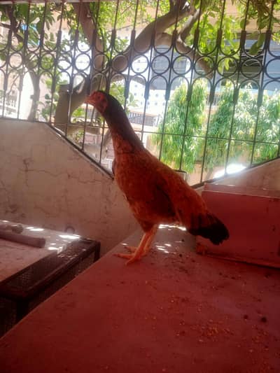 need kurak murgi in lahore