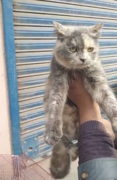 British Short Hair Breeder Female – Grey Tortoiseshell