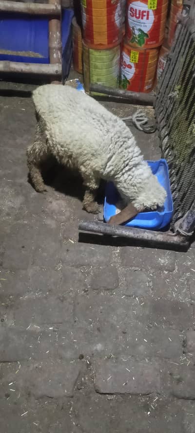 sheep female full healthy and Activ what app num 03236501245