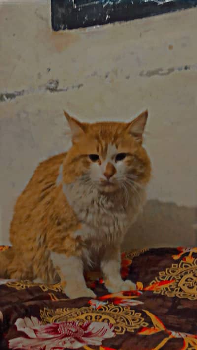 Urgent sale my sweet cat