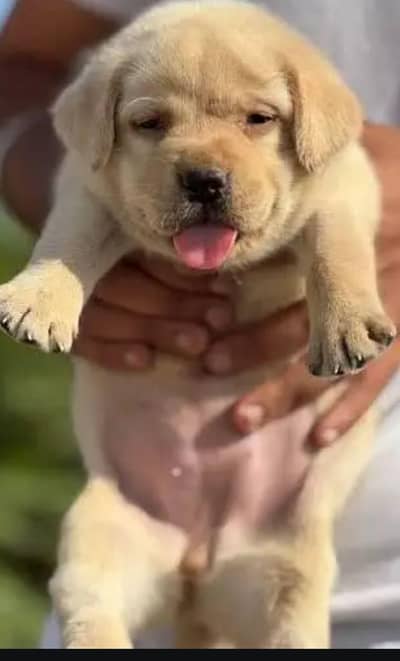 Labrador Puppies