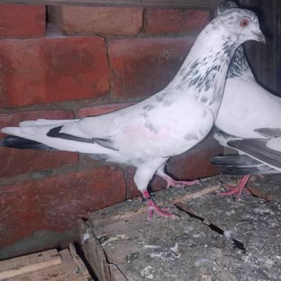 my WhatsApp 03075197074