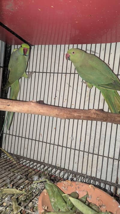 Green ringneck (khaata)  breeder pair