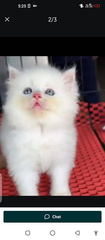 Persian cat for sale male female vaccine clear 0321=44=95=387=