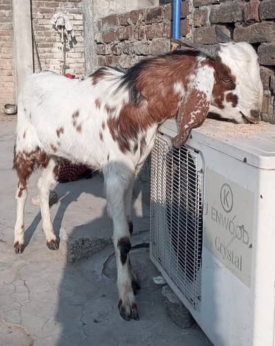 Bakra