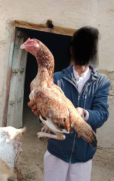 mushka patha and pure quality hen