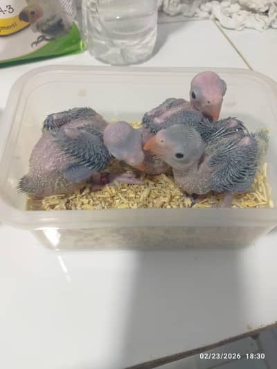 Green Ringneck chicks