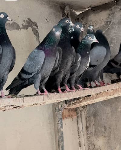 Chenay Tadi top quality