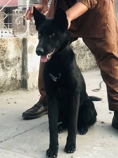 Belgian shepherd Male full black No 03324659632