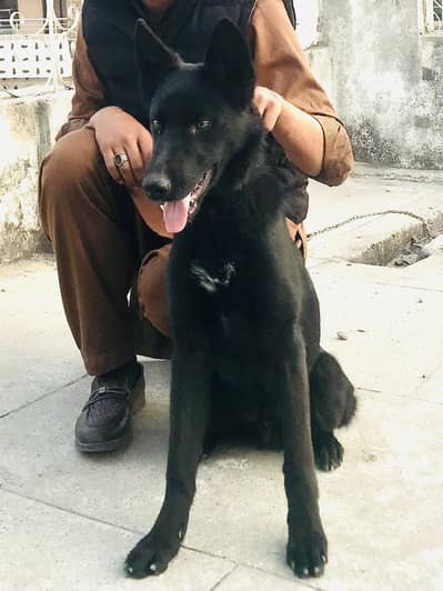 Belgian shepherd Male No : 03324659632