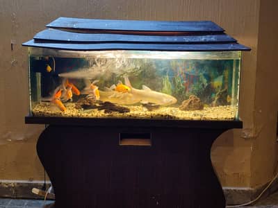 fish aquarium