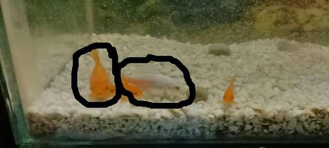 aquarium with 2 gold fish