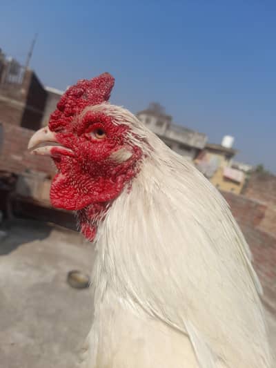 Heera Aseel Male and hen pair for sale  ak ankh sy kana ha
