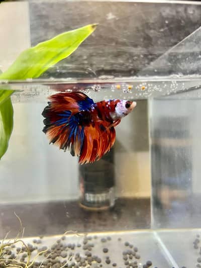 beta fish for sale