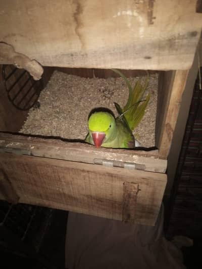 Alexander pair confirm pair 3 agg lay Kr deay hy