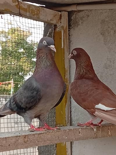 Indian surkha breeder or bachy available