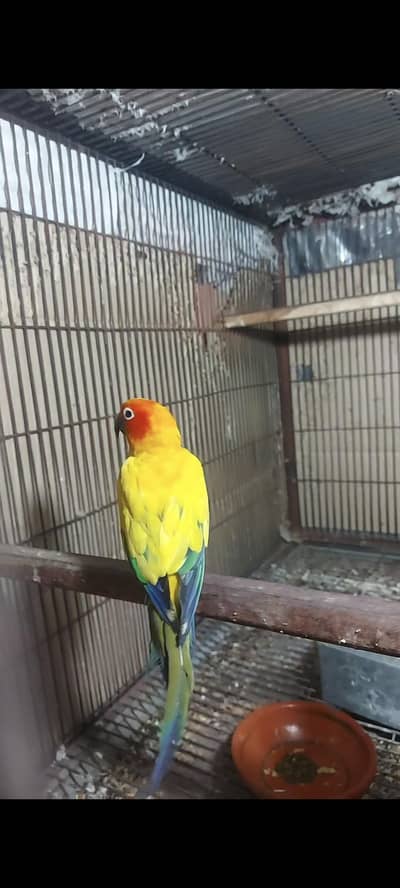 03132738282 whatsapp number pay Rabat keryn