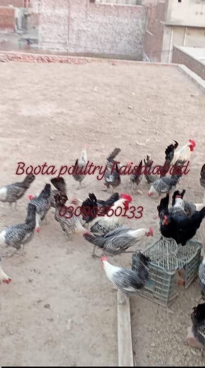 fayoumi,fayumi, feomi,feumi fayomi