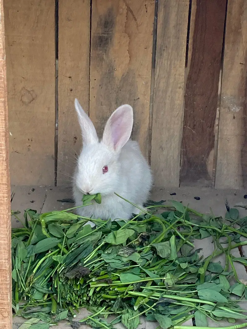Newzeland white / offer dasi breader female 500 only — photo 5