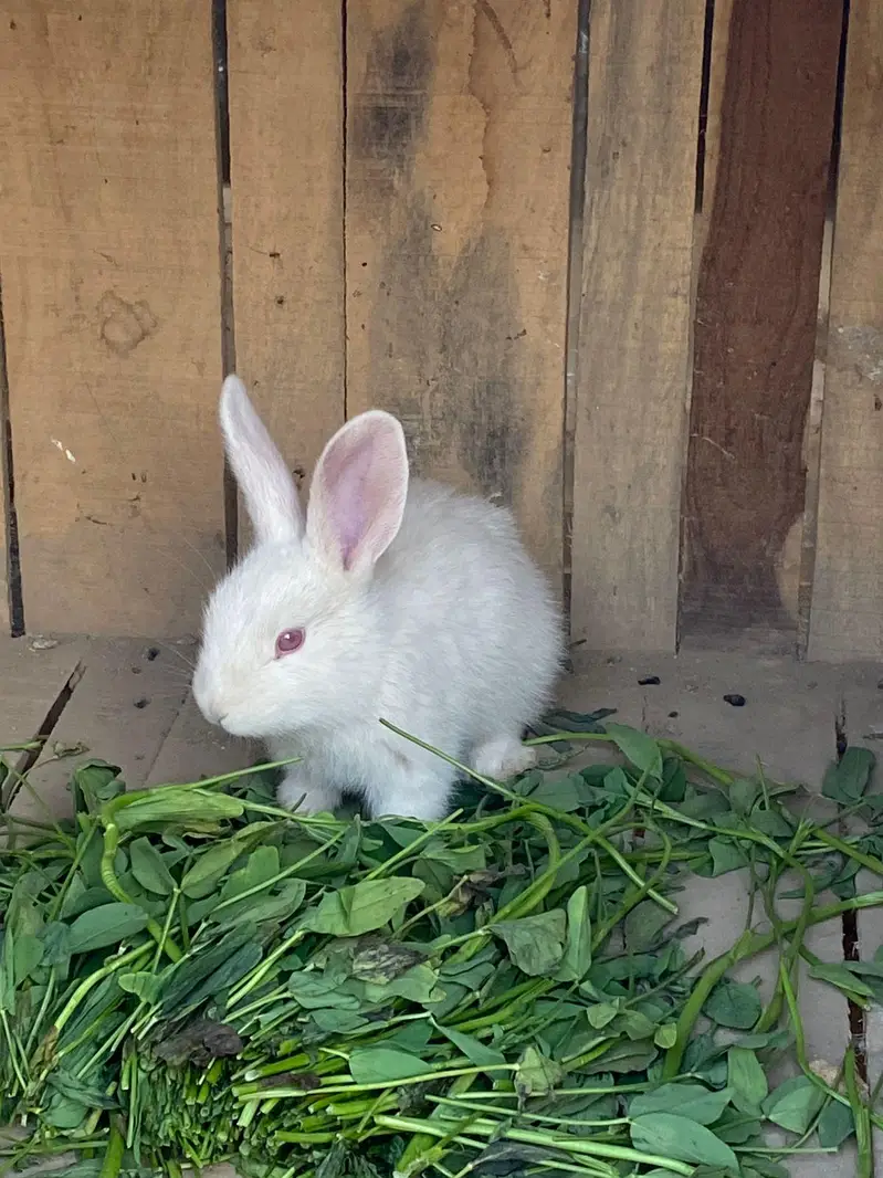 Newzeland white / offer dasi breader female 500 only — photo 9