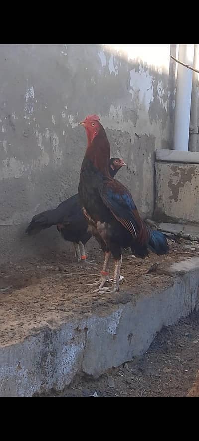 Quality lakha patha for sale