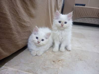 2  months old pure persian kittens