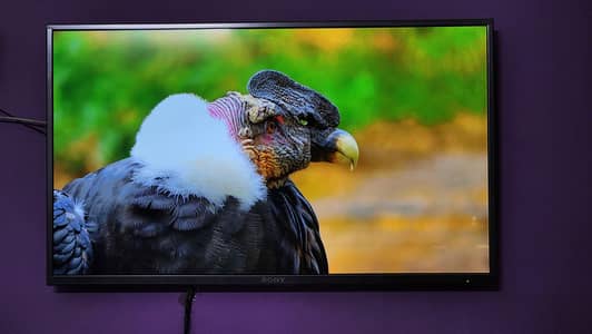 Sony 55 inch LCD smart TV