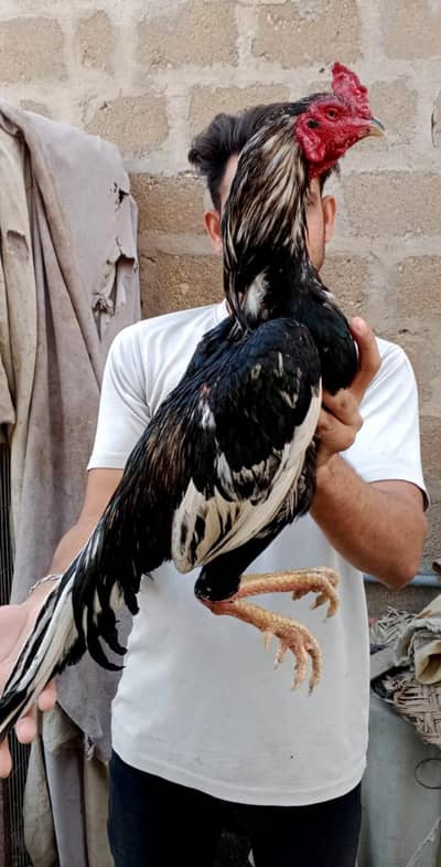 top quality lassani male 03711036880