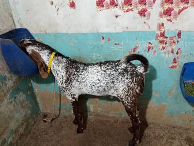 healthy qurbani ka Bakra 16 month age strong and active