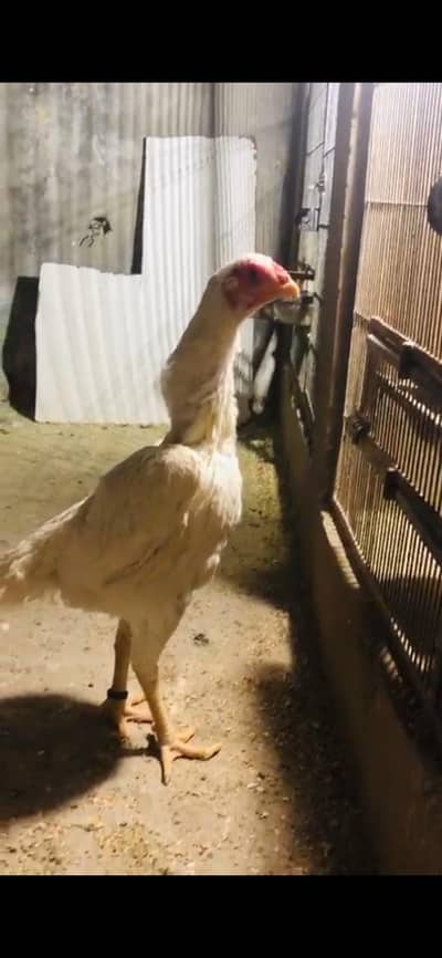 Shamo female | White german shamo female | king shamo female | shamo