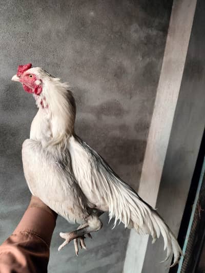 Paper white patha for sale