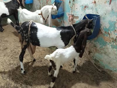 Healthy Bakri with 2 Mahine ki Bachi for Sale