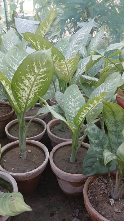 Dieffanbachia plant